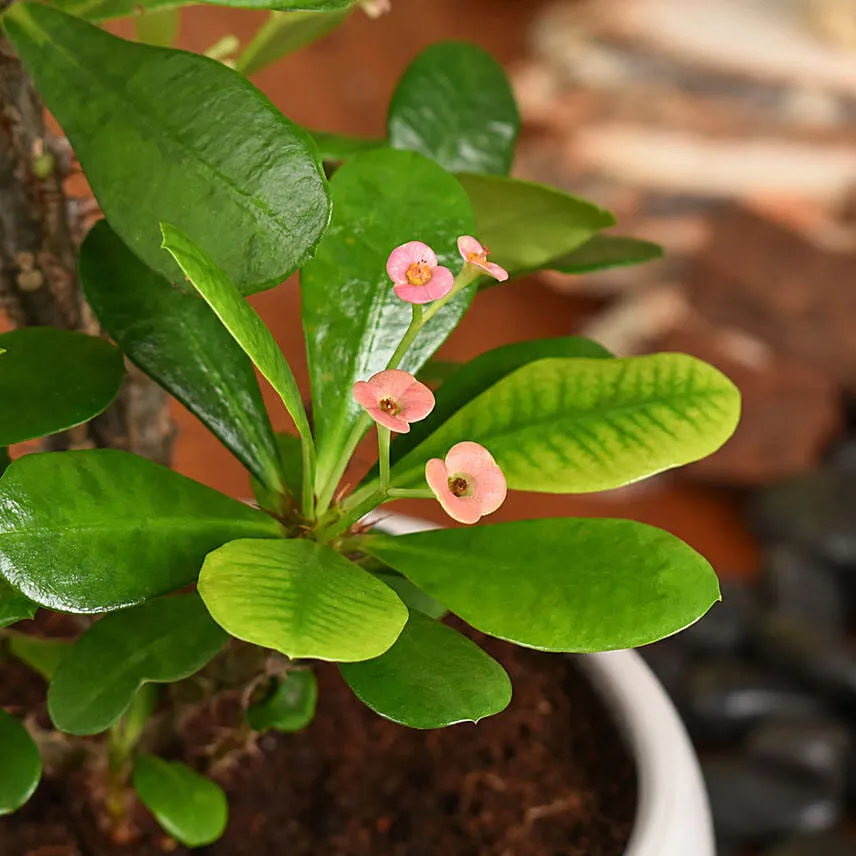Crown of Thorns Plant Small