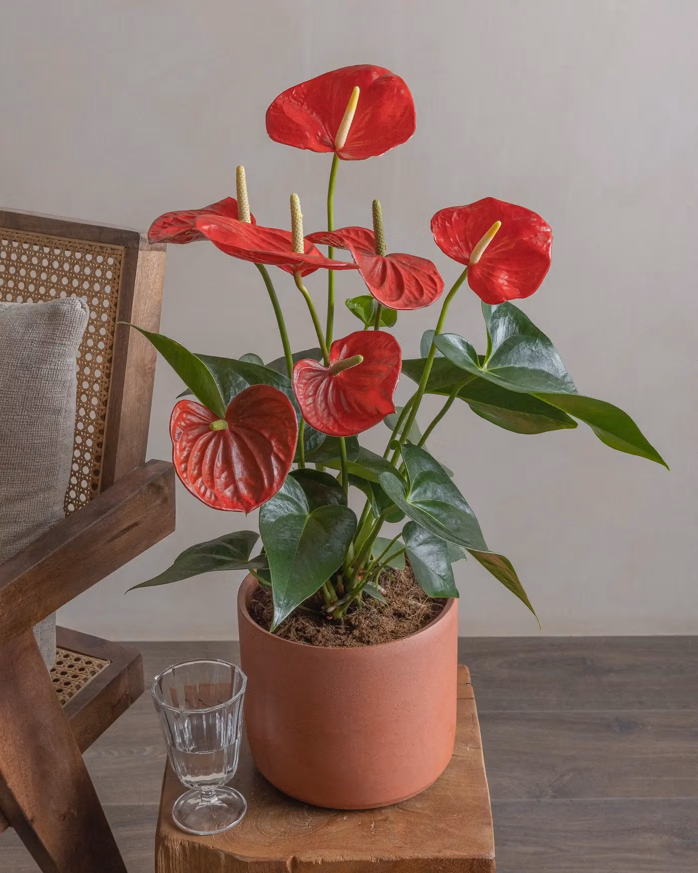 Varient Advanced - Test Product - Nursery / White