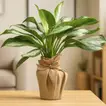 Aglaonema Silver Bay in Eco-Friendly Jute Pot - Perfect Indoor Greenery