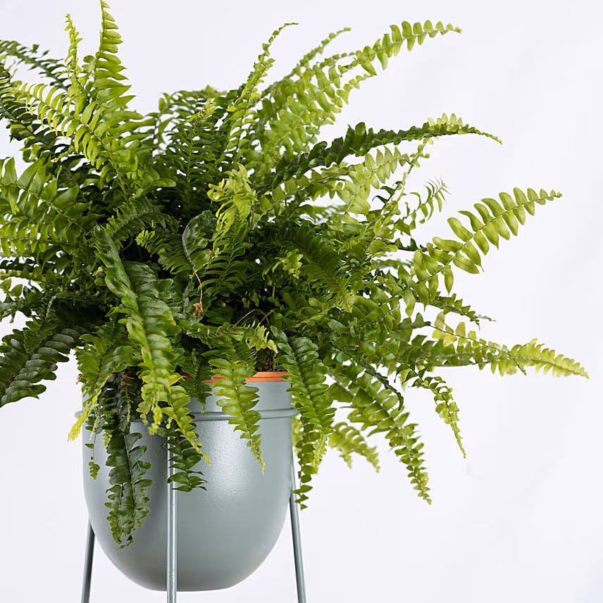 Boston Fern Plant in a Stand