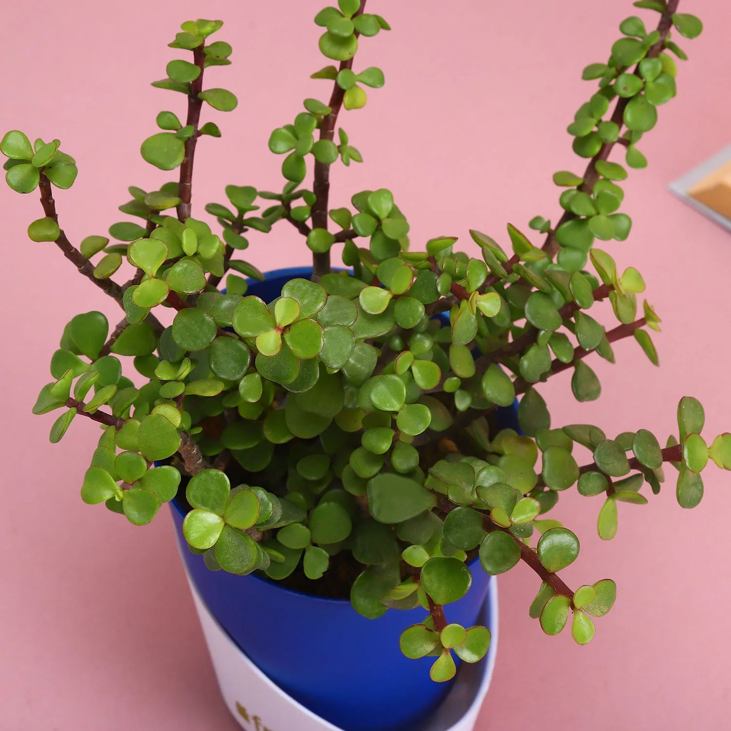 Elegant Natural Jade Plant in Self-Watering Conical Planter