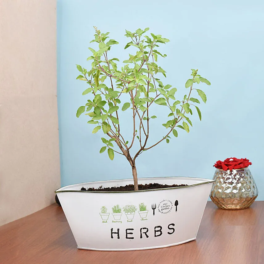 Tulsi Plant in Metal Planter
