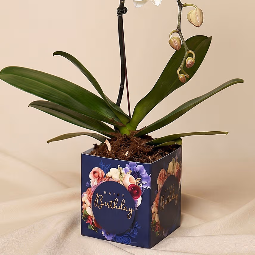 White Phalaenopsis Plant In Glass Vase