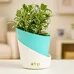 Vibrant Fittonia Plant in Stylish Conical Pot - Perfect for Indoor & Outdoor Decor