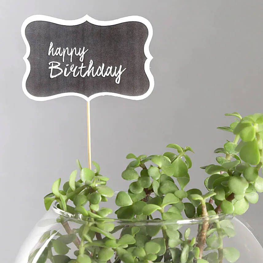 Birthday Jade Plant Combo