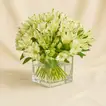 White Alstroemeria 30 In Vase