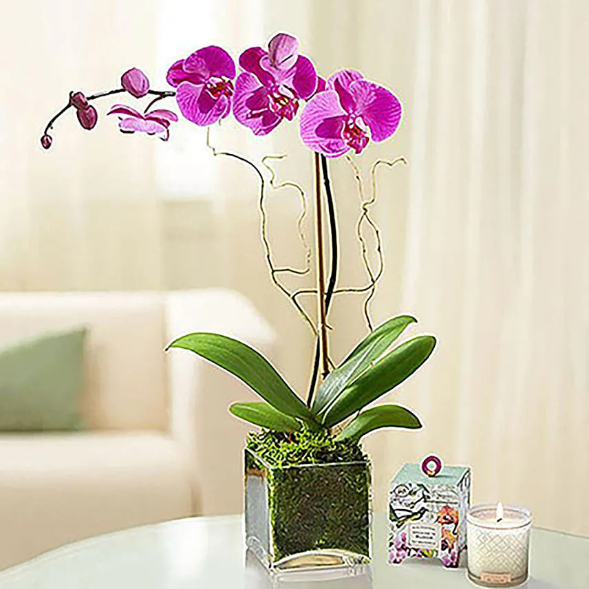 Sweet Purple Orchid Plant With Cake