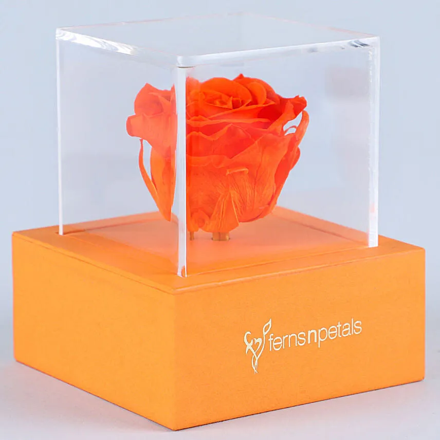 Orange Forever Rose In Orange Box