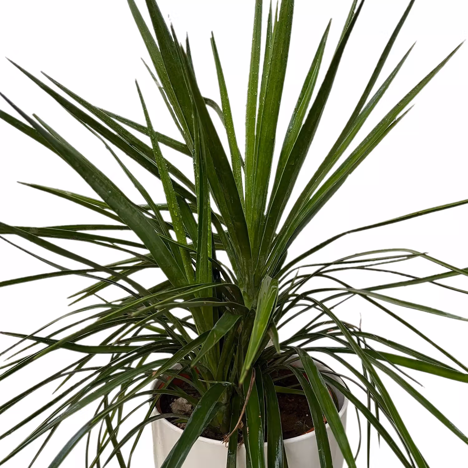 Evergreen Yucca Plant White Pot
