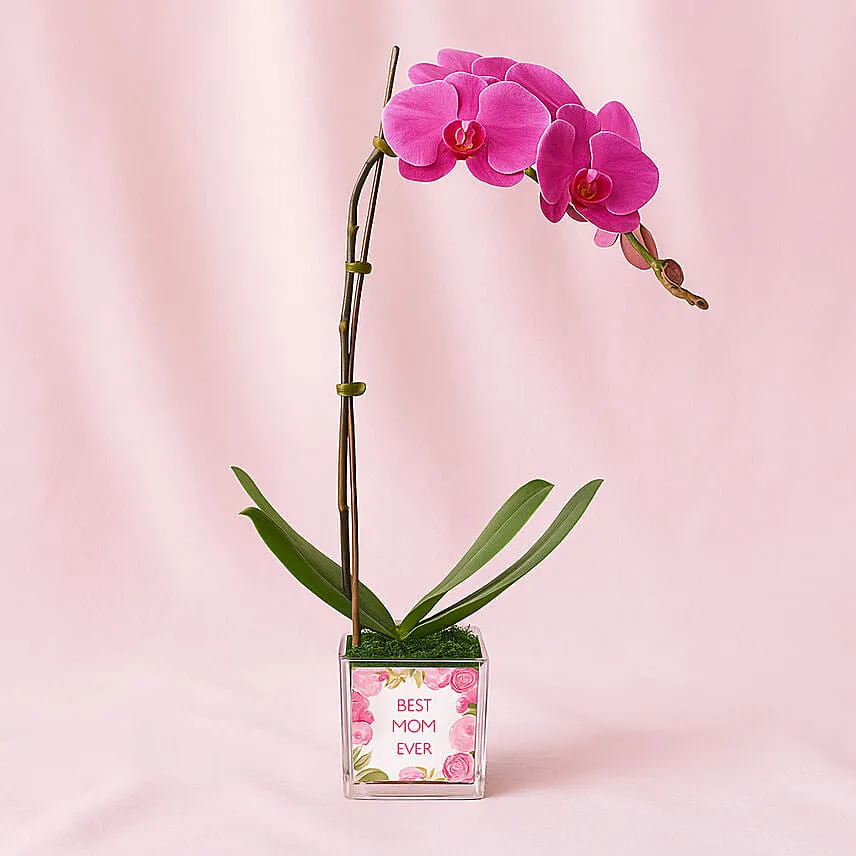 Best mom Ever Orchid Plant in Vase
