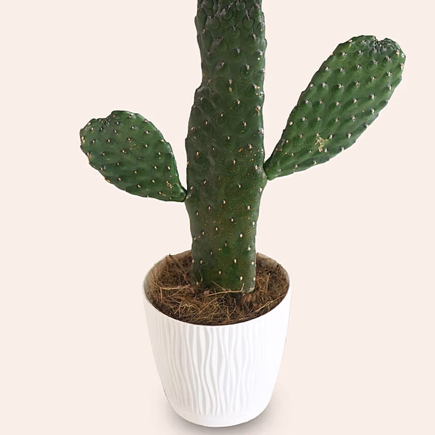 Opuntia Chinensis