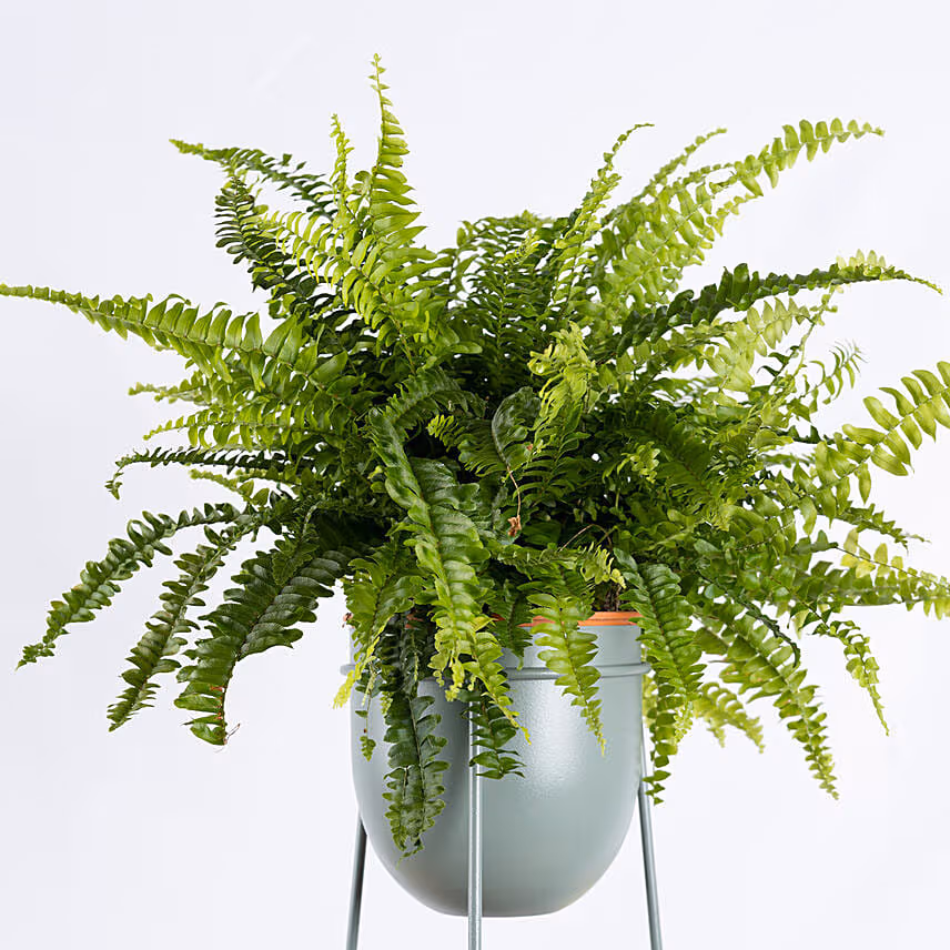 Boston Fern Plant in a Stand