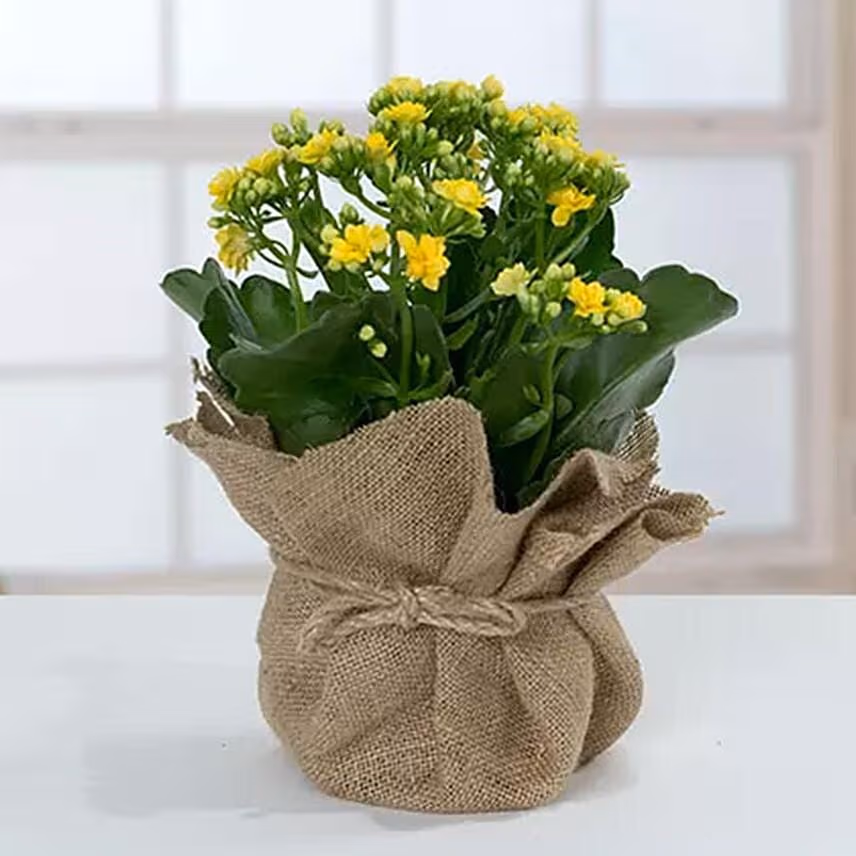Jute Wrapped Dual Potted Plants