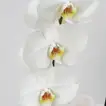 Elegant Surprise Plants in a Decorative Golden Pot