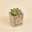 Ramadan Kareem Elegant Echeveria Plant