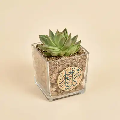 Ramadan Kareem Elegant Echeveria Plant