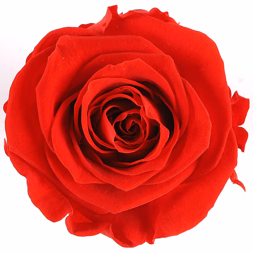 Forever Red Rose In Desingner Box for Valentines