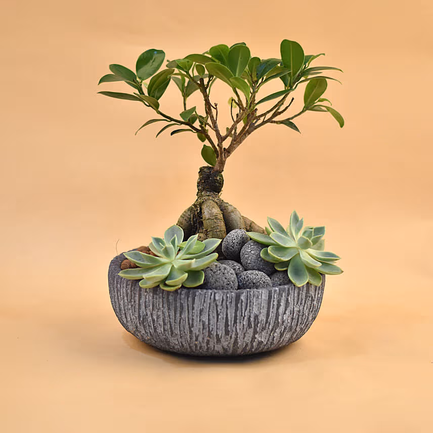 Bonsai & Echevieria Pot