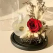 Eternal Elegance: Red Preserved Rose & Musk Perfume Unisex
