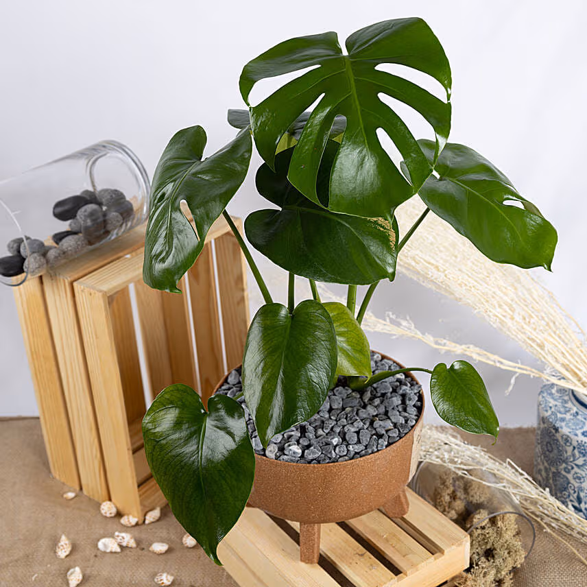 Magical Monstera Deli cosa Plant