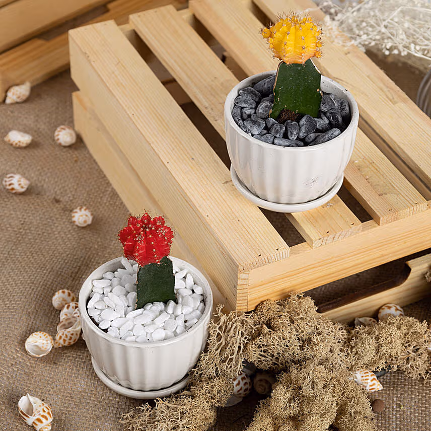 Set of 2 Colorful Cactus