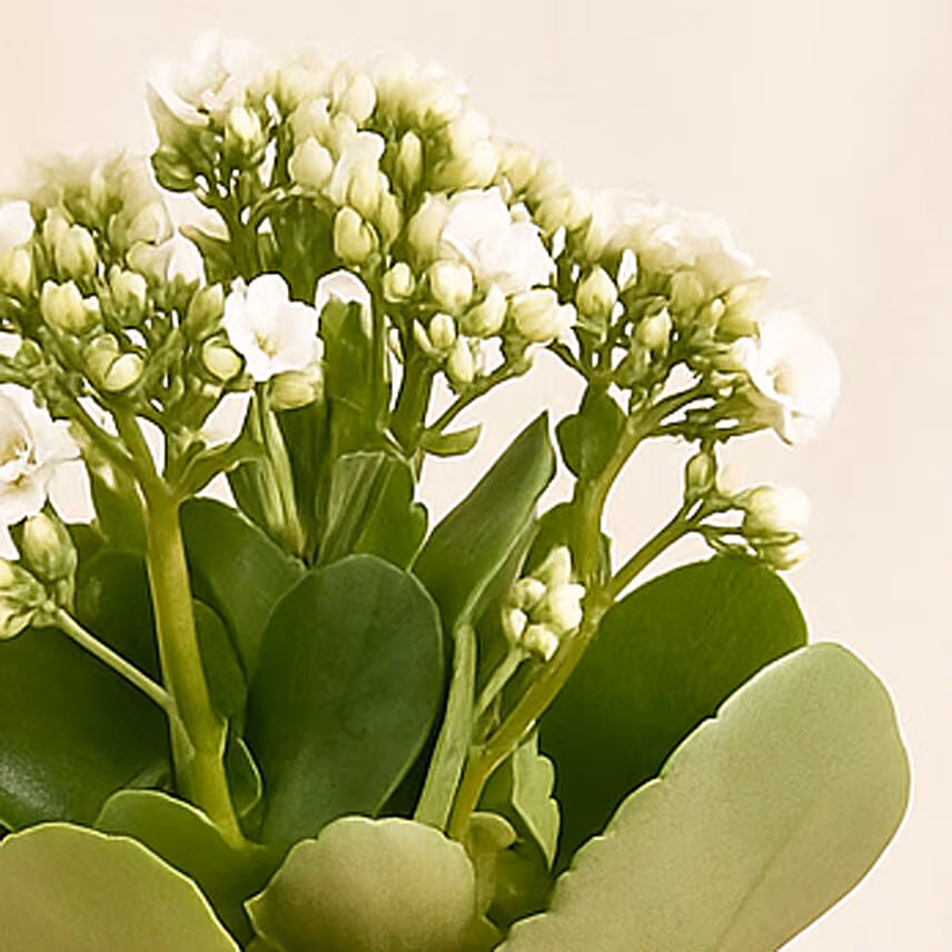 White Kalanchoe In Ceramic Pot