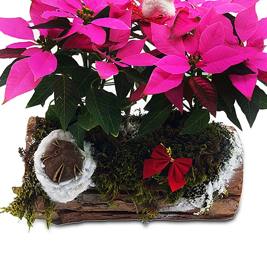 The Unusual Poinsettia