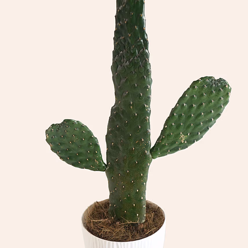 Opuntia Chinensis