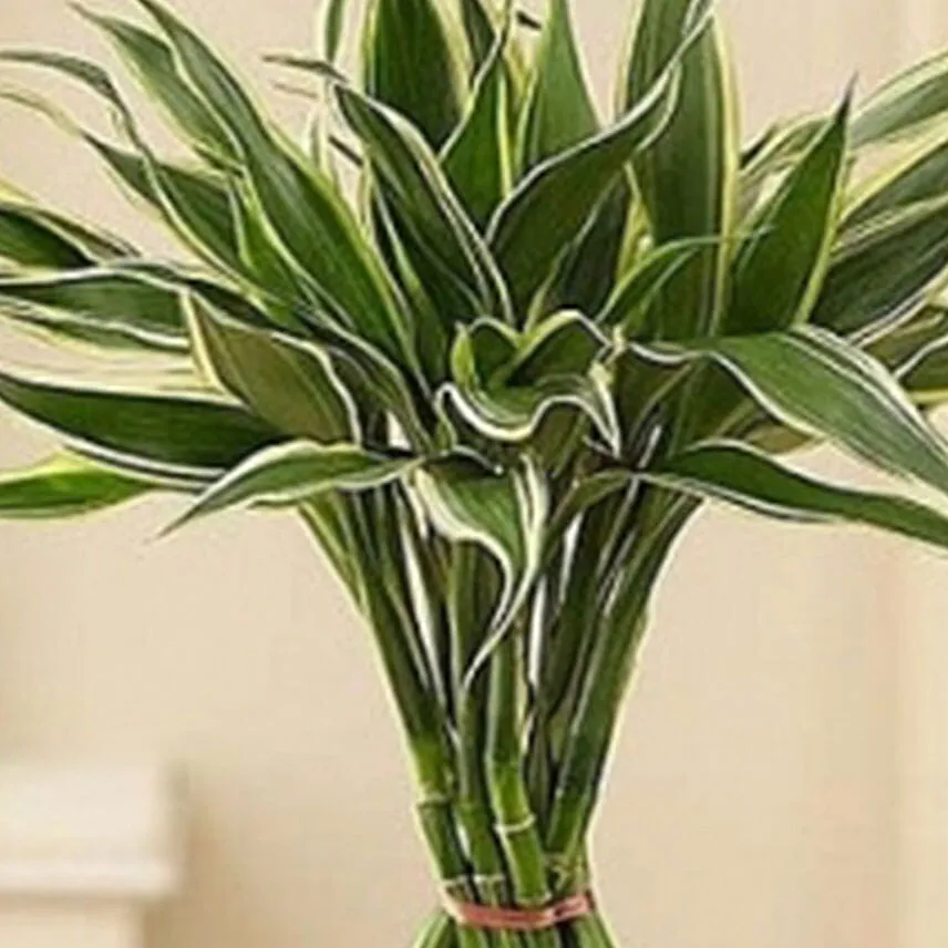 Modern Bamboo