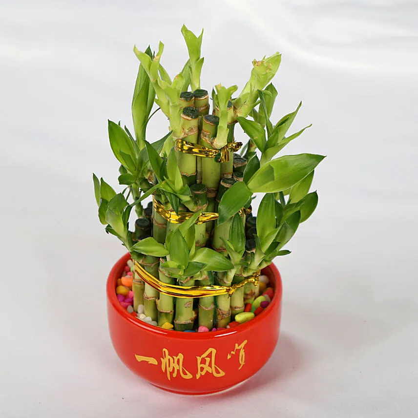 Smooth Sailing Lucky Bamboo