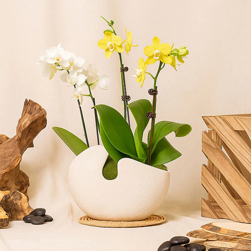 White and Yellow Mini Orchid in Designer Base