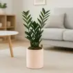 Elegant Zamioculcas ZZ Plant in a Chic Pastel Rose Planter