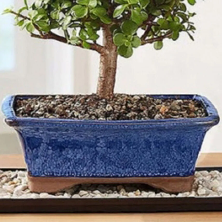 Dwarf Jade Bonsai