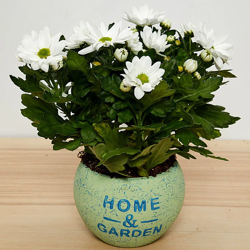 White Chrysanthemum Plant