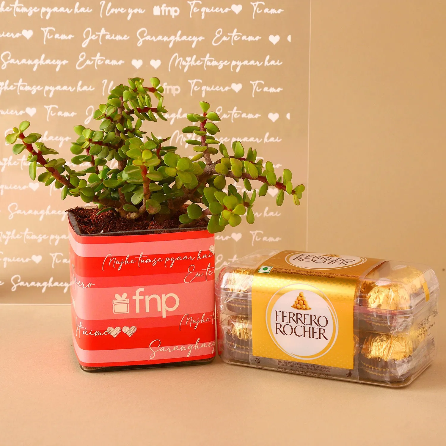 Jade Plant Chocolatey Combo