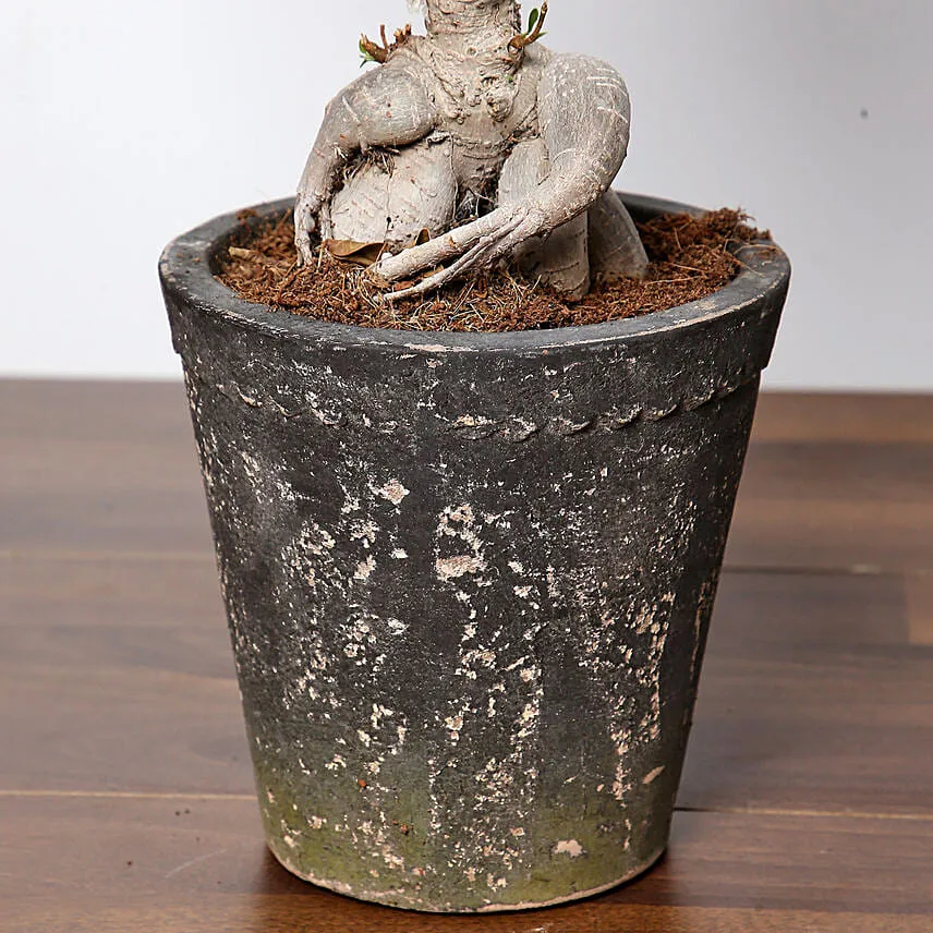 Ficus Bonsai Plant In Ceramic Pot