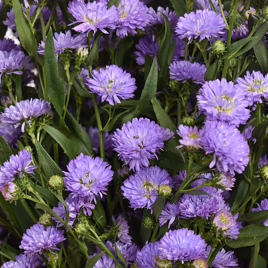 October Birthday Aster Flowers Bouquet