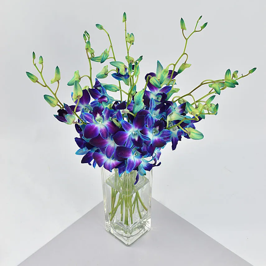 Mesmerizing Blue Orchids