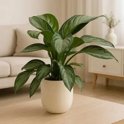 Emerald Glow Indoor Plant - Aglaonema Silver Bay in Stylish Beige Pot