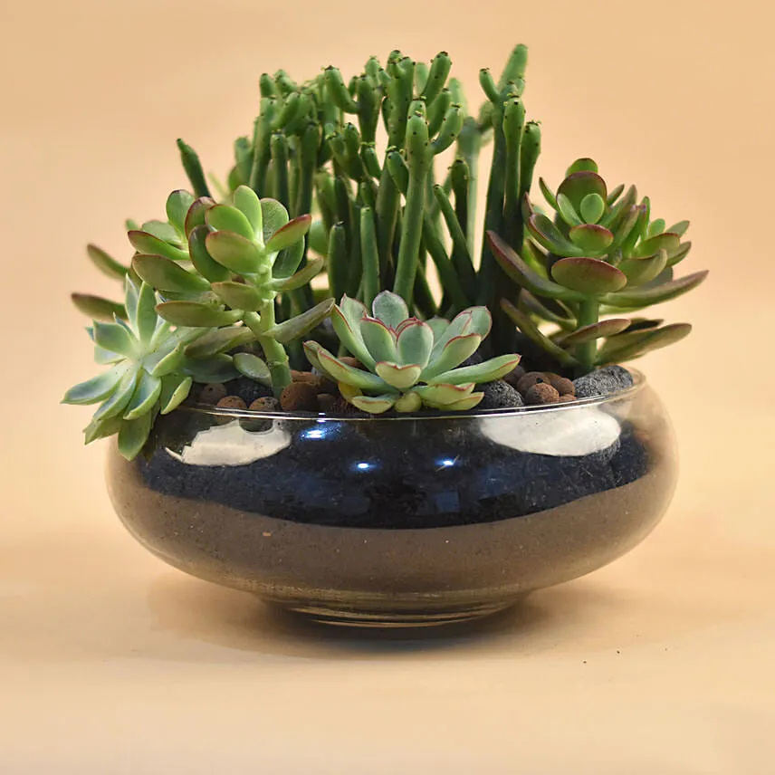 Succulents In Round Glass Vase