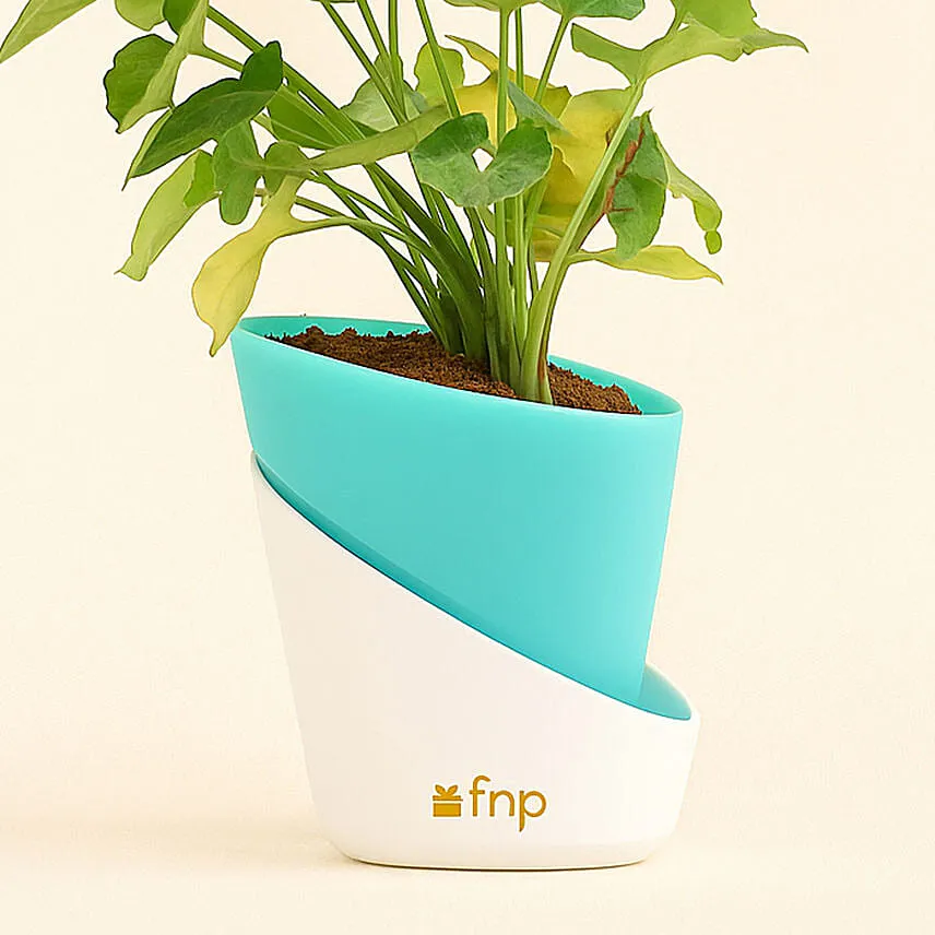 Radiant Syngonium Foliage