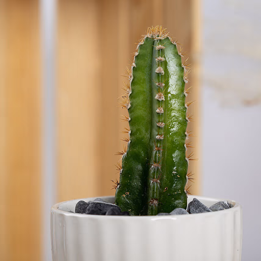 Cerecus catus Plant