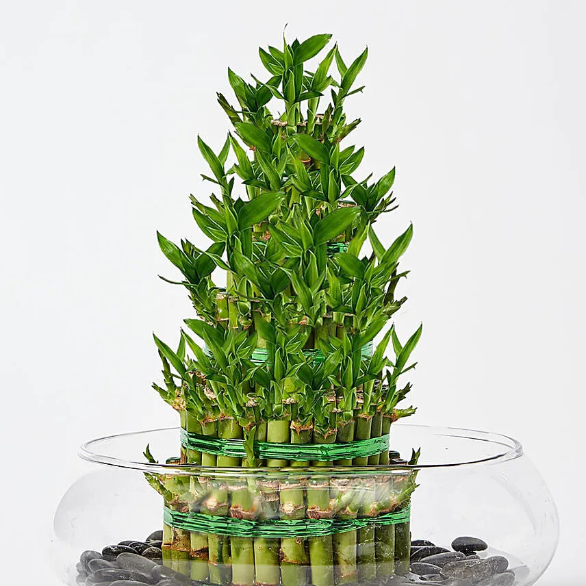 5 Layer Lucky Bamboo in Glass Bowl