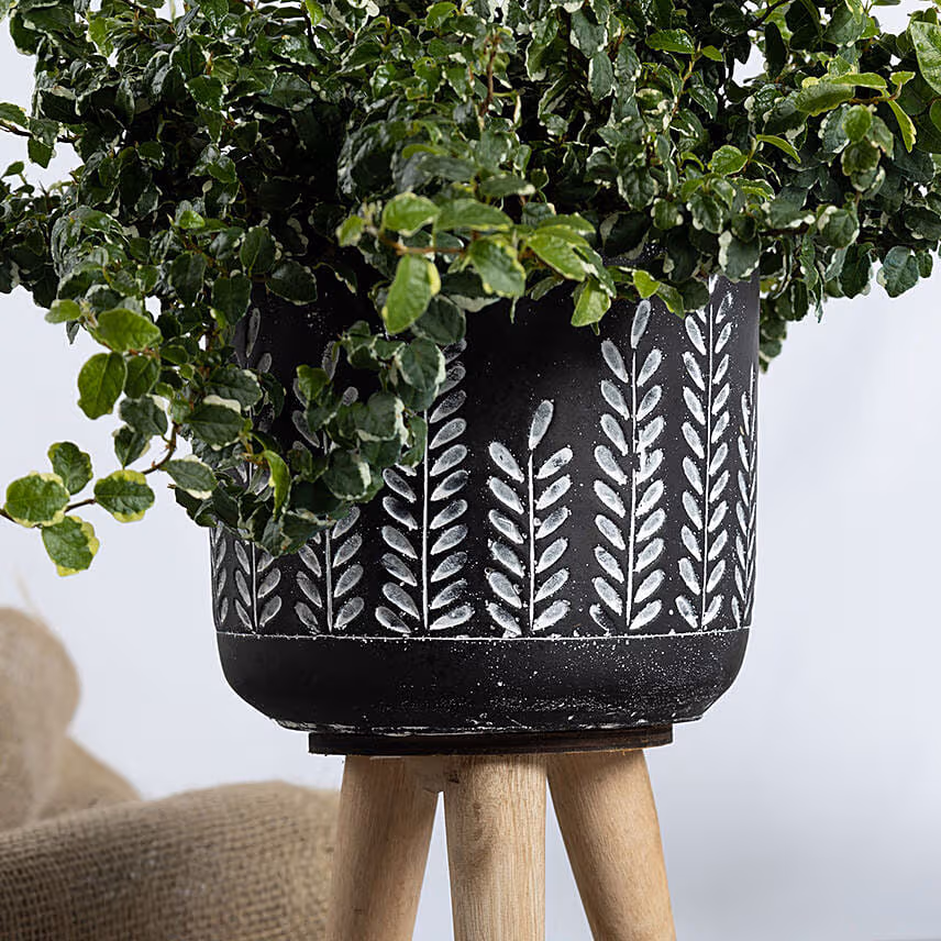 Beautiful Ficus Sunny Plant