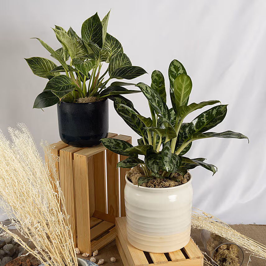 Set of Aglaonema and Philodendron Plant
