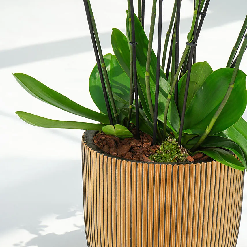 Holland Orchid 12 Stemd in Premium Planter