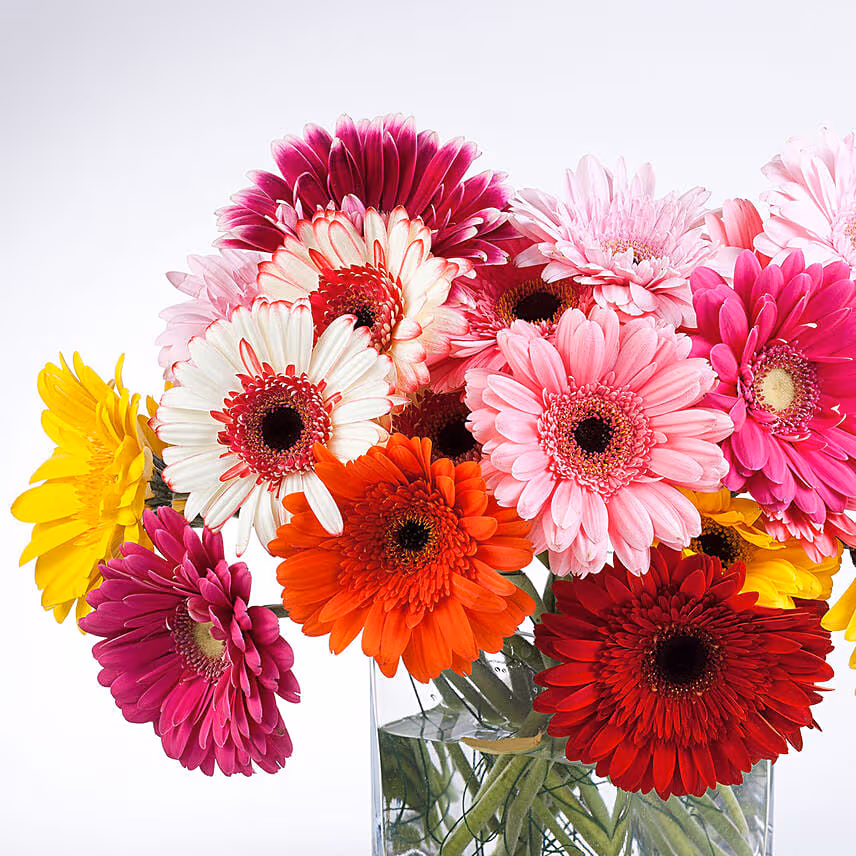 Elegant Gerberas In Glass Vase