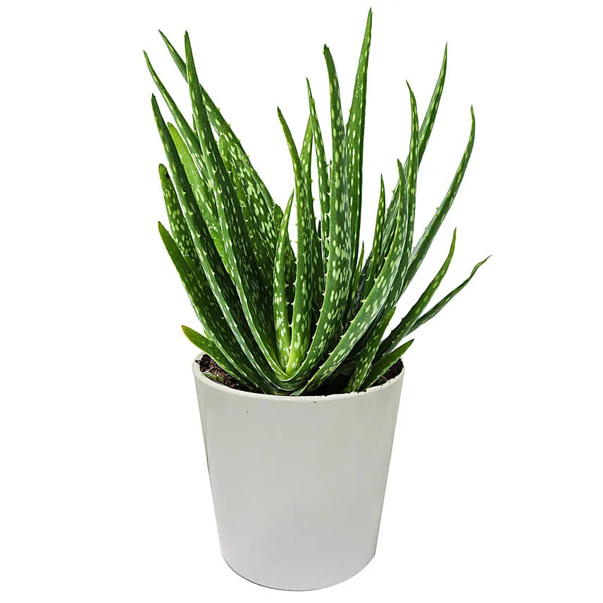 Aloe Vera Plant with Fudge Cake