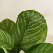 أصيص نبتة الكلاثيا الخضراء الصناعية