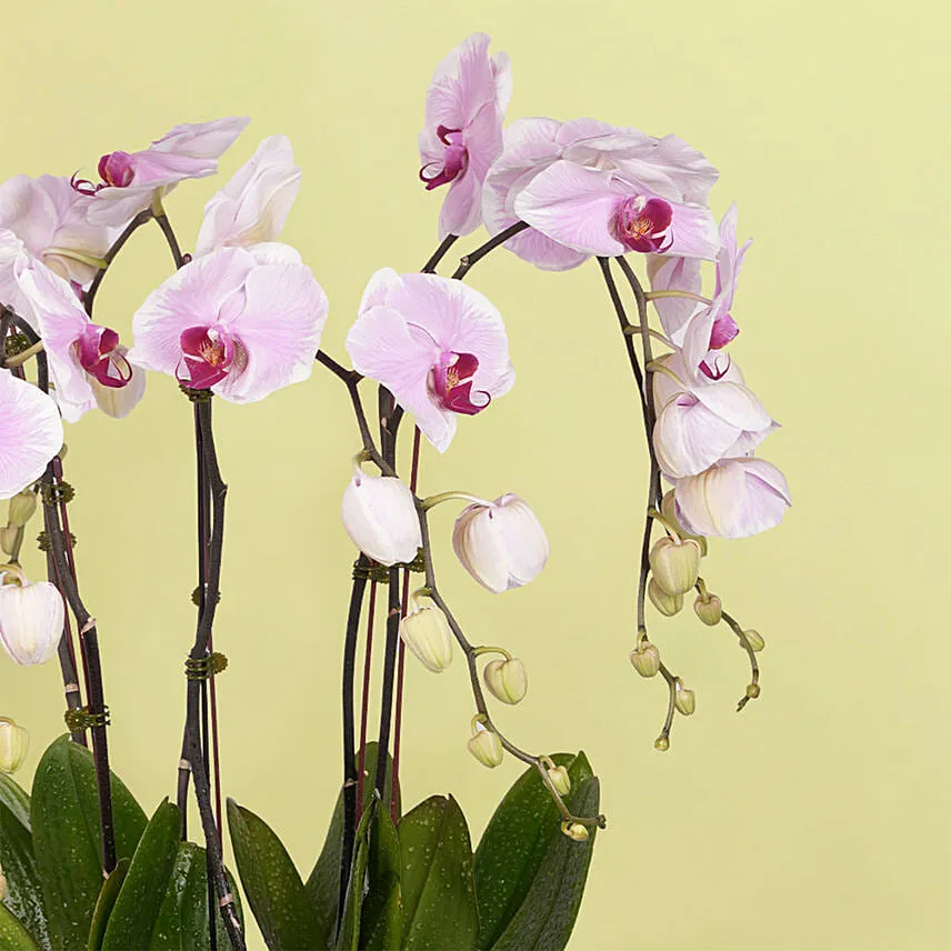 Orchids Serenity